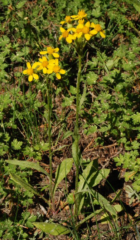 Image of Senecio integerrimus