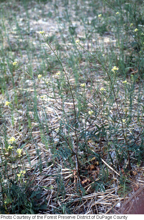 Image of Sisymbrium loeselii