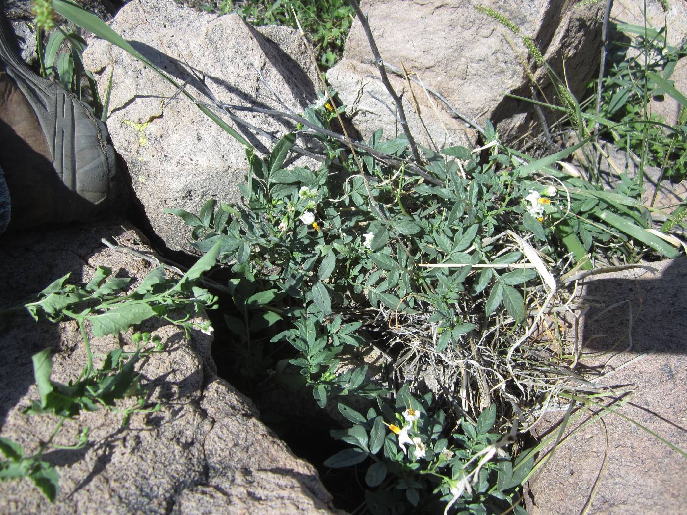 Image of Solanum jamesii