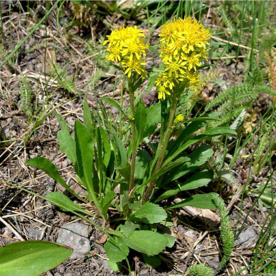 Image of Solidago simplex