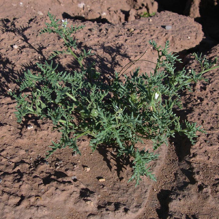 Image of Solanum triflorum