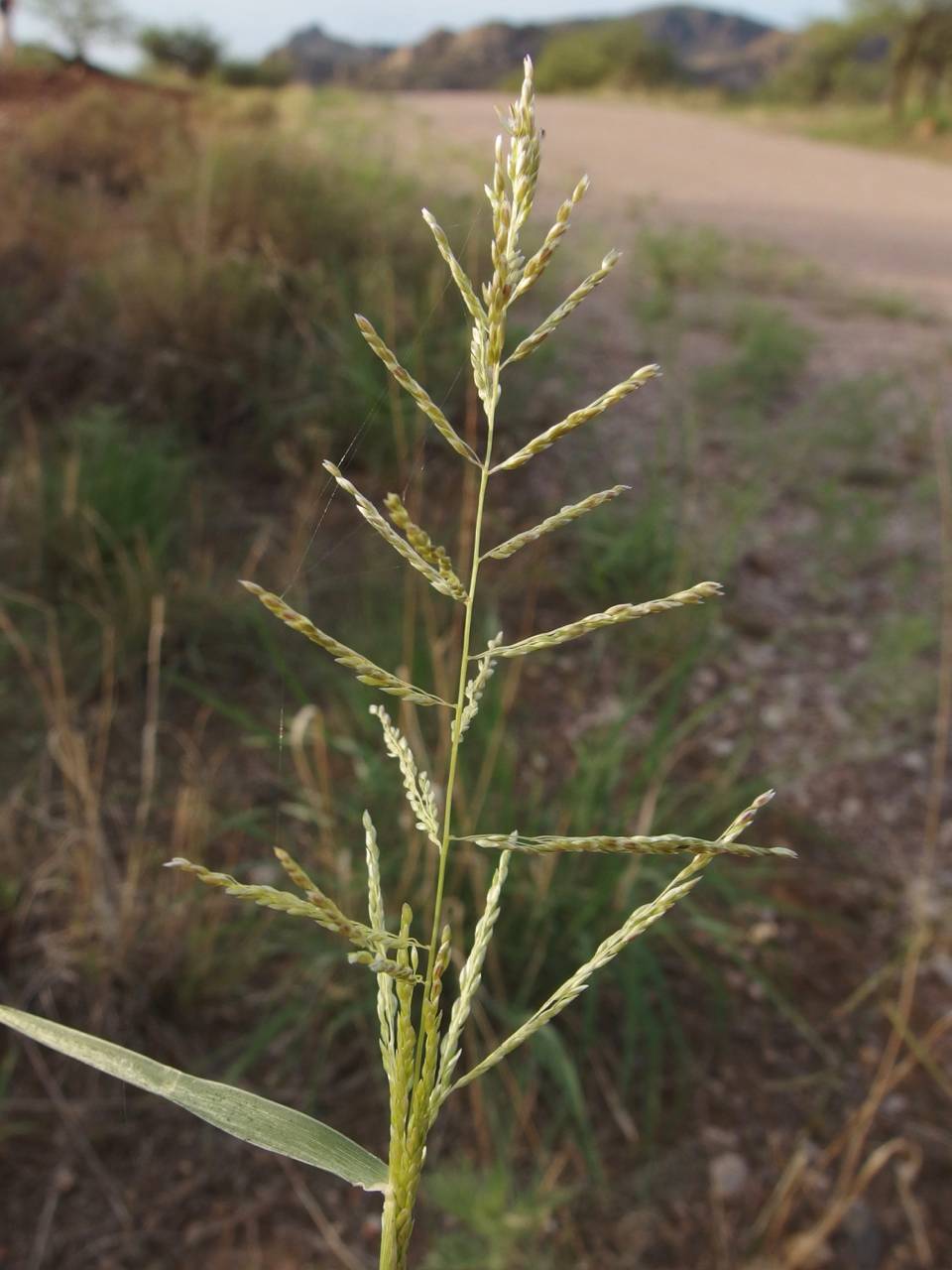 Image of Sporobolus cryptandrus
