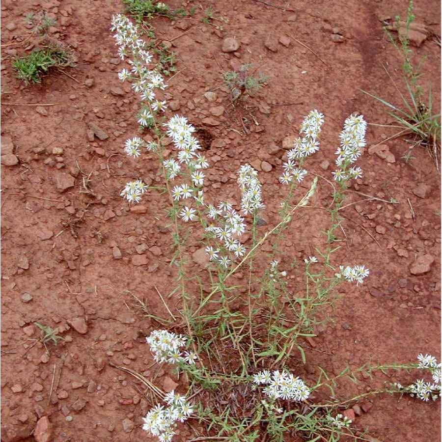 Image of Symphyotrichum ericoides