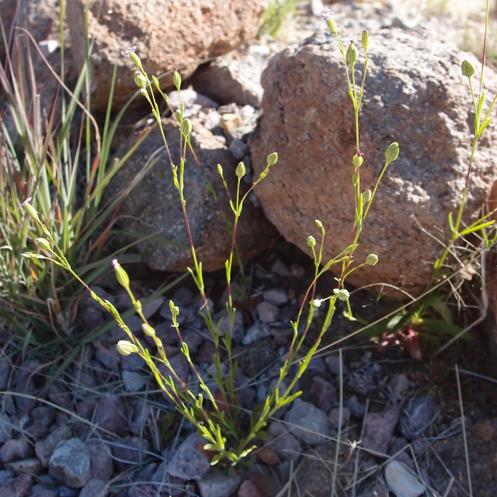 Image of Silene antirrhina