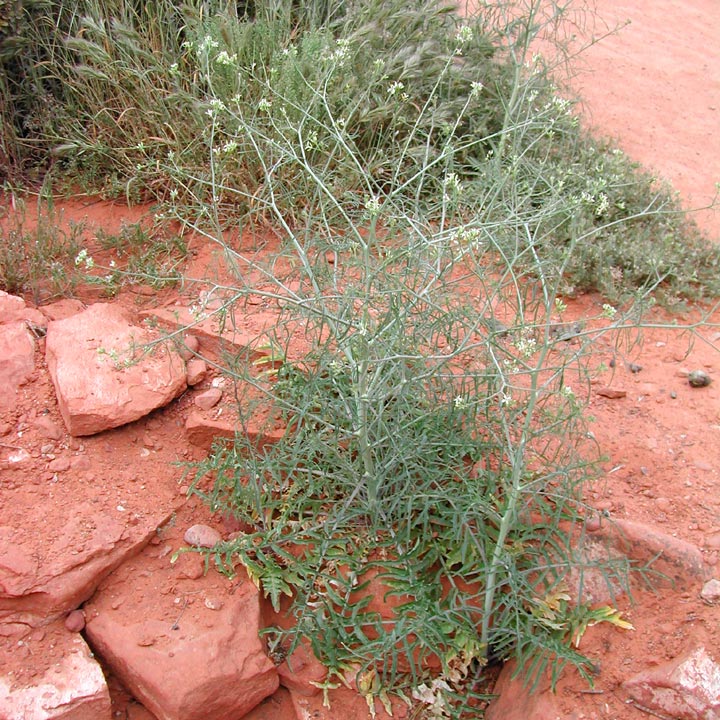 Image of Sisymbrium altissimum
