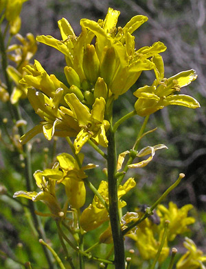 Image of Sisymbrium linifolium