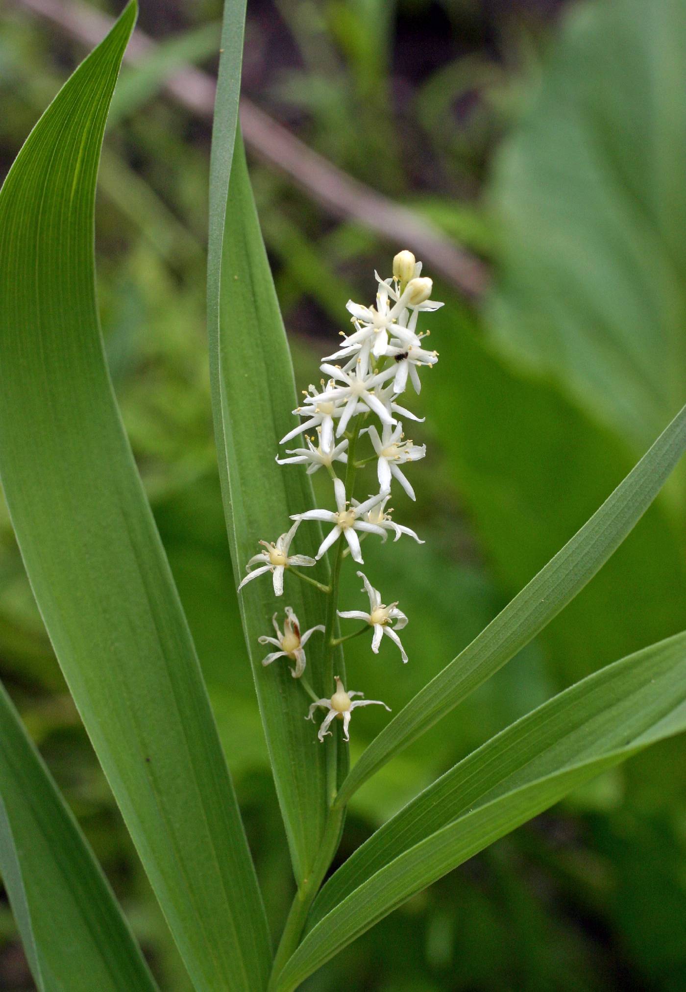 Image of Maianthemum stellatum