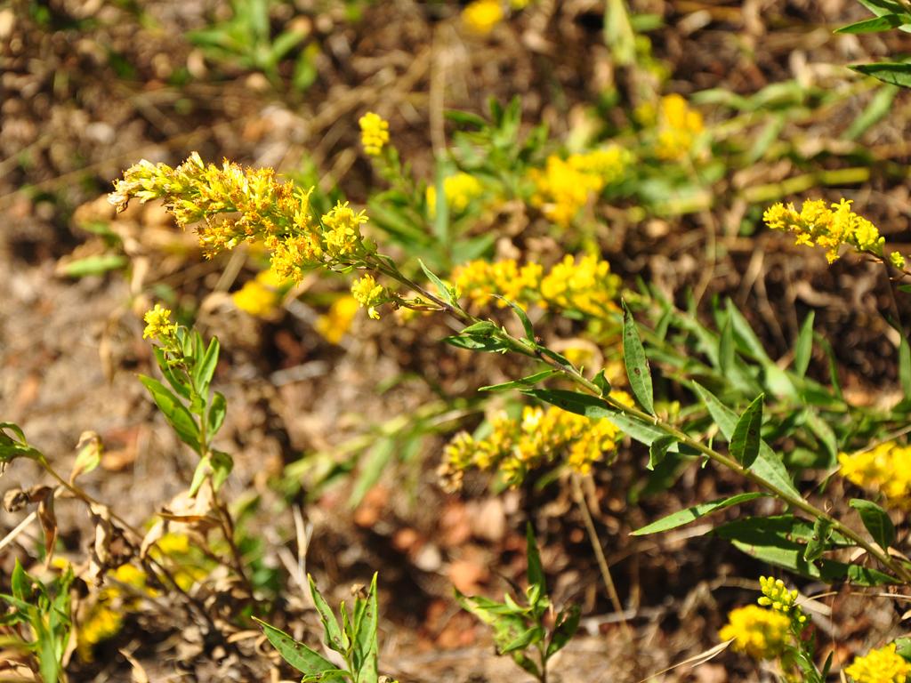 Image of Solidago velutina