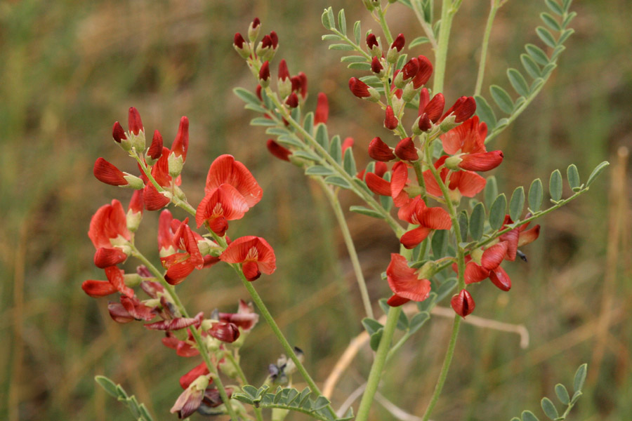 Image of Sphaerophysa salsula