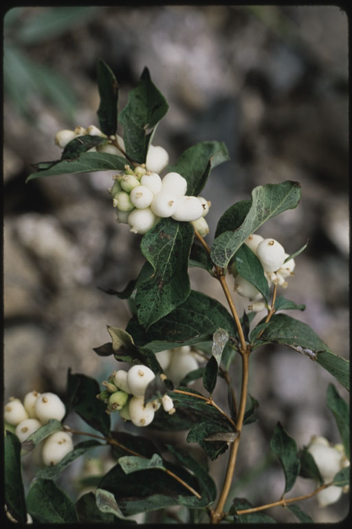 Image of Symphoricarpos albus