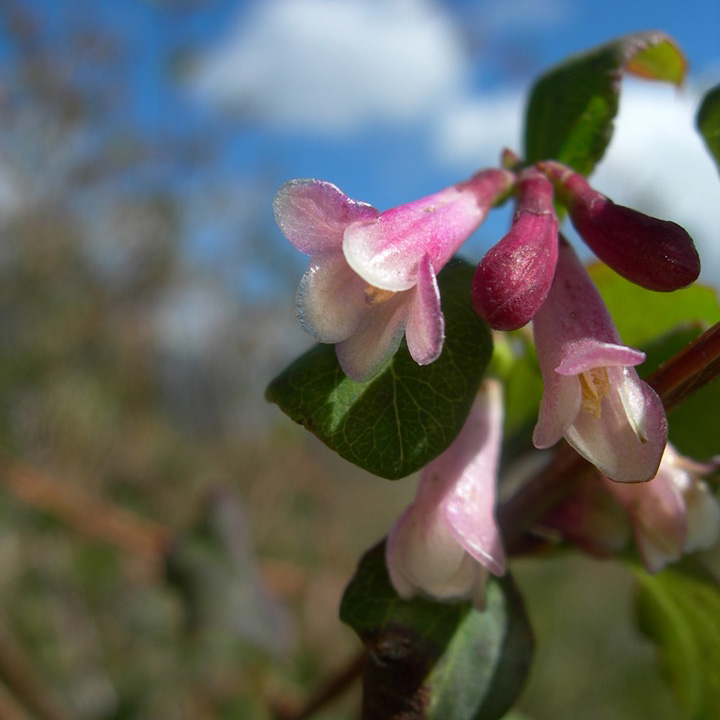 Image of Symphoricarpos oreophilus