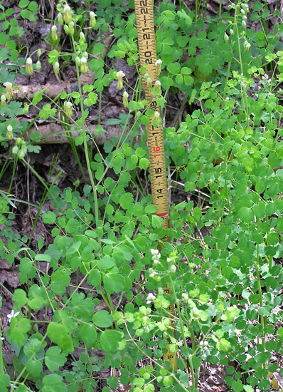 Image of Thalictrum fendleri
