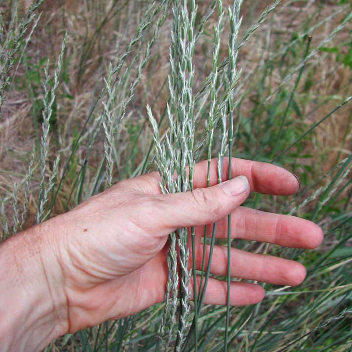 Image of Thinopyrum intermedium