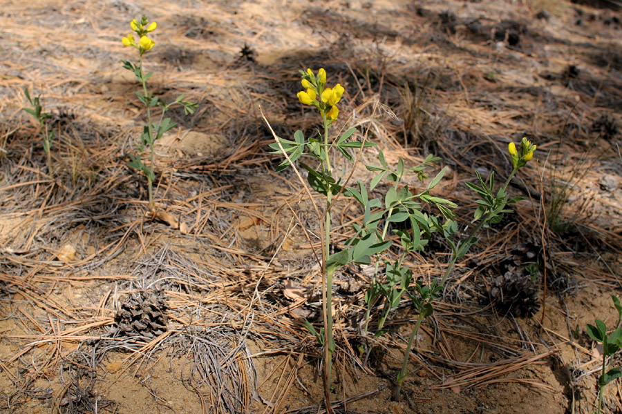 Image of Thermopsis rhombifolia