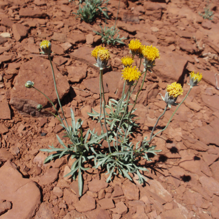 Image of Thelesperma subnudum