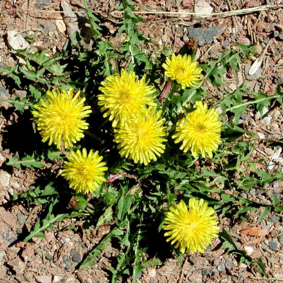 Image of Taraxacum officinale
