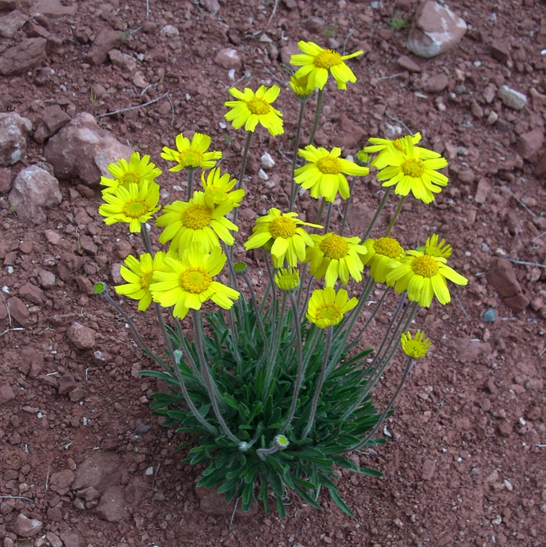 Image of Tetraneuris acaulis