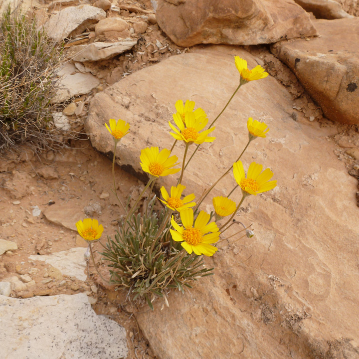 Image of Tetraneuris ivesiana