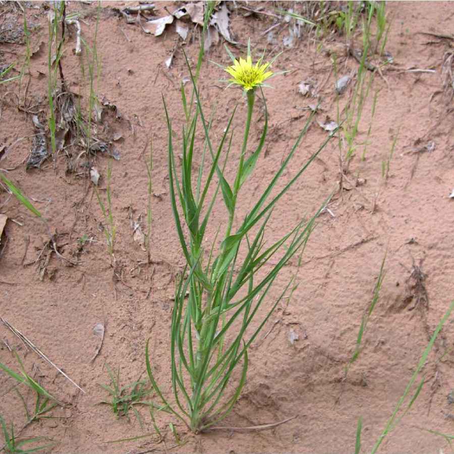 Image of Tragopogon dubius