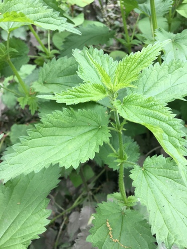 Image of Urtica dioica