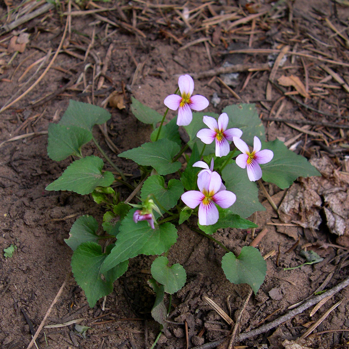 Image of Viola canadensis