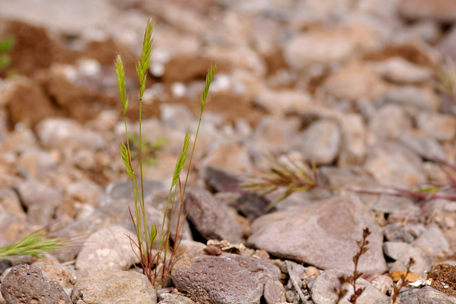Image of Vulpia octoflora