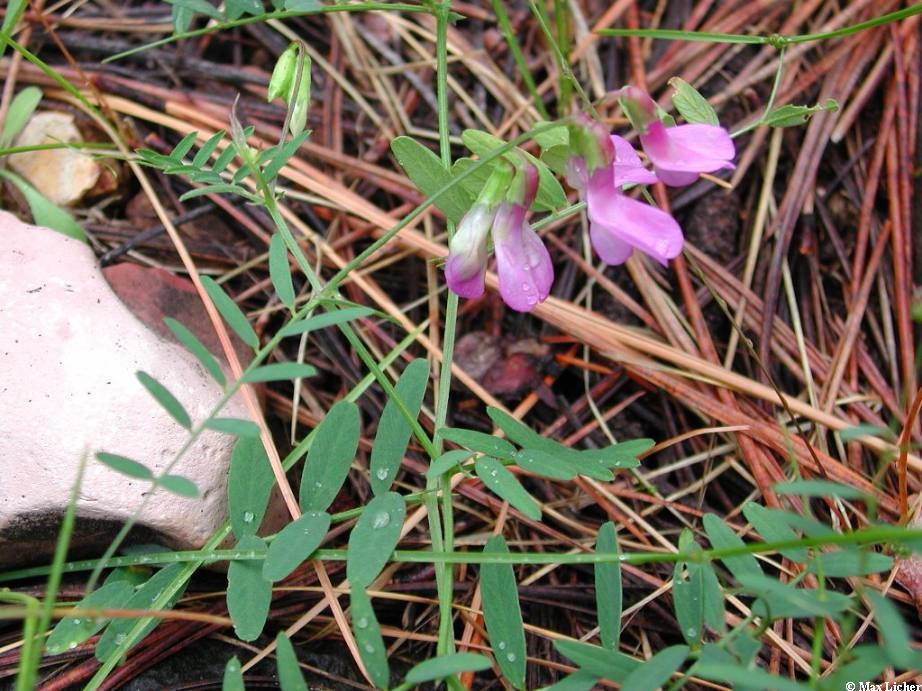 Image of Vicia americana
