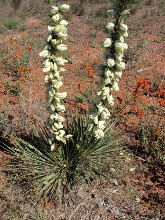 Image of Yucca angustissima