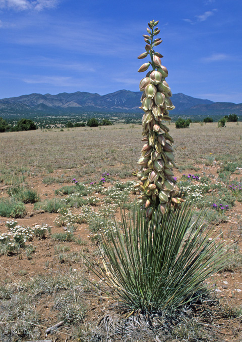 Image of Yucca baileyi