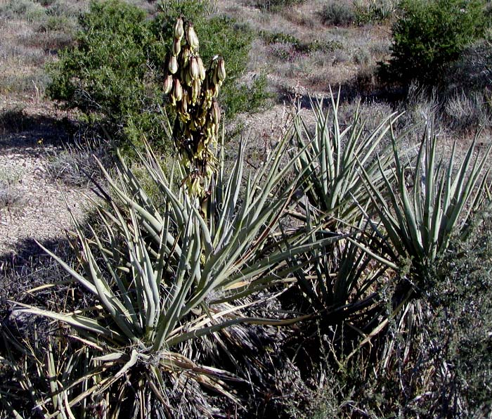 Image of Yucca baccata