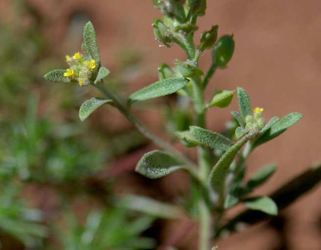 Image of Alyssum desertorum