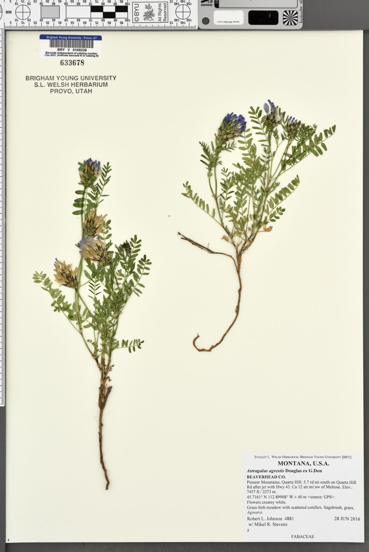 Image of Astragalus agrestis