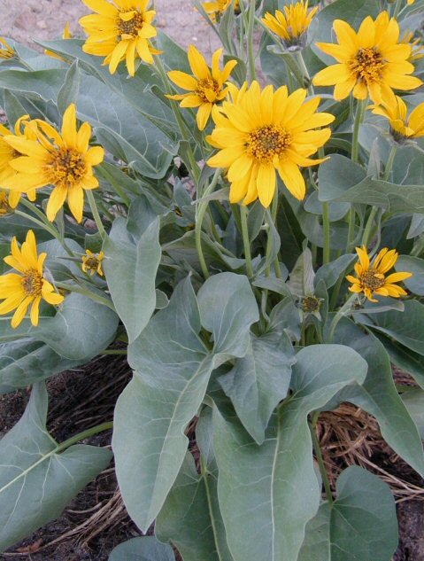 Image of Balsamorhiza sagittata