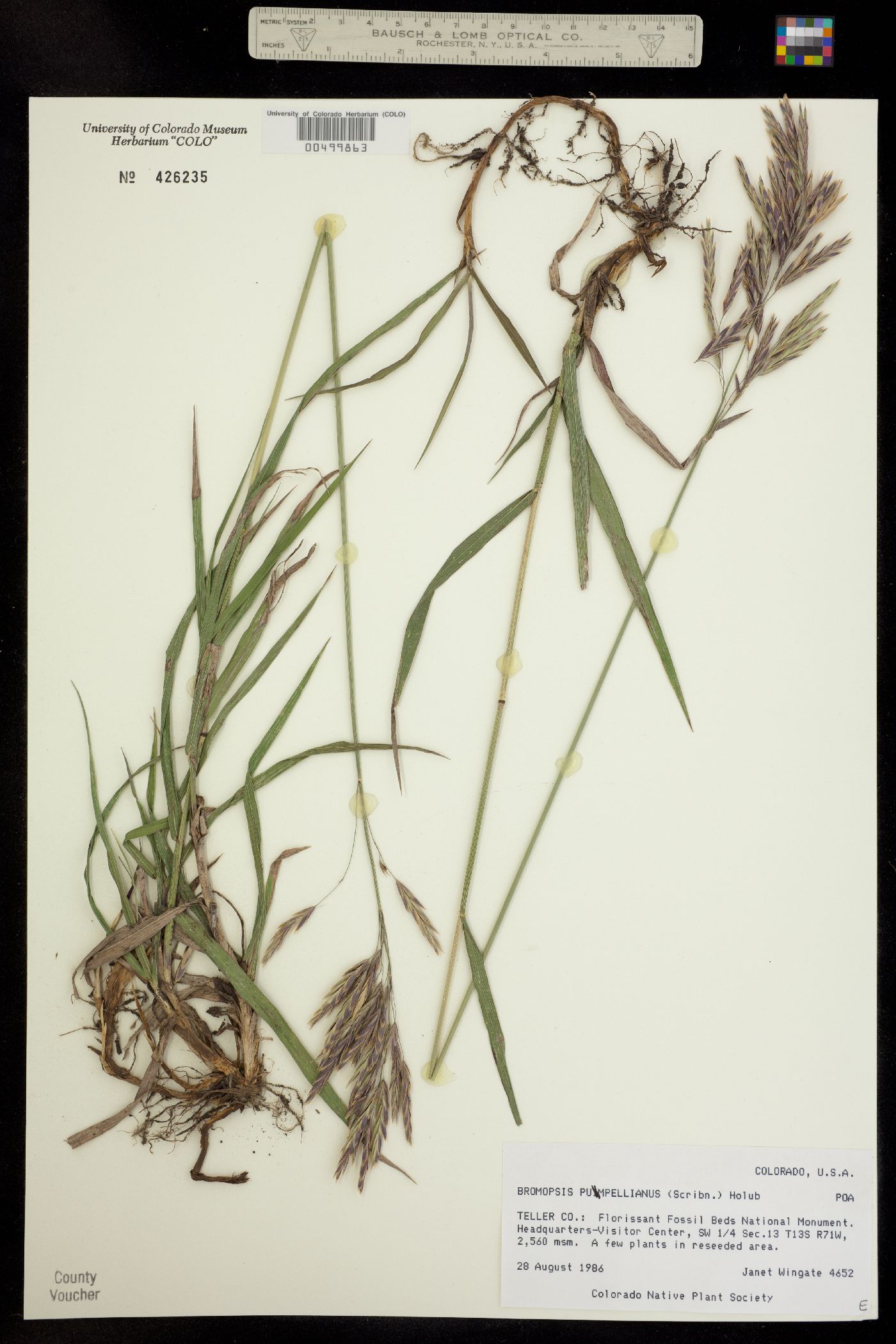 Image of Bromus pumpellianus