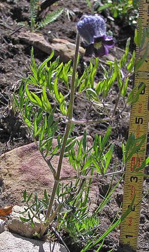 Image of Clematis hirsutissima