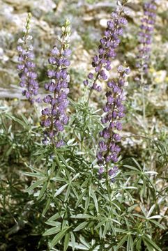 Image of Lupinus sericeus