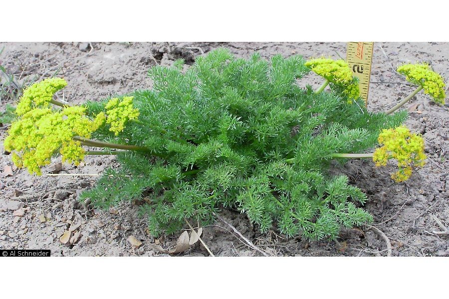 Image of Lomatium grayi