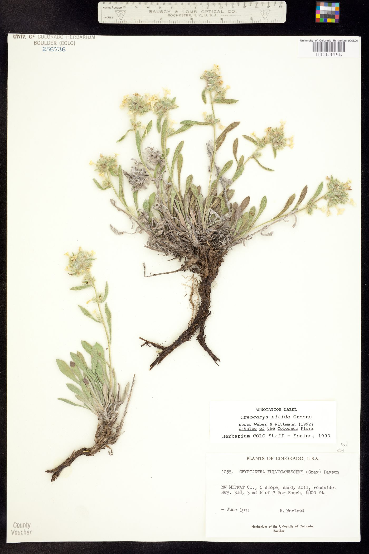 Image of Cryptantha fulvocanescens