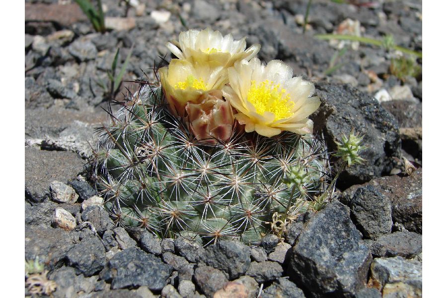 Image of Pediocactus simpsonii