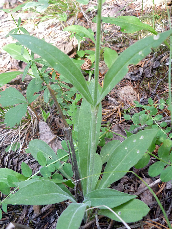 Image of Silene drummondii